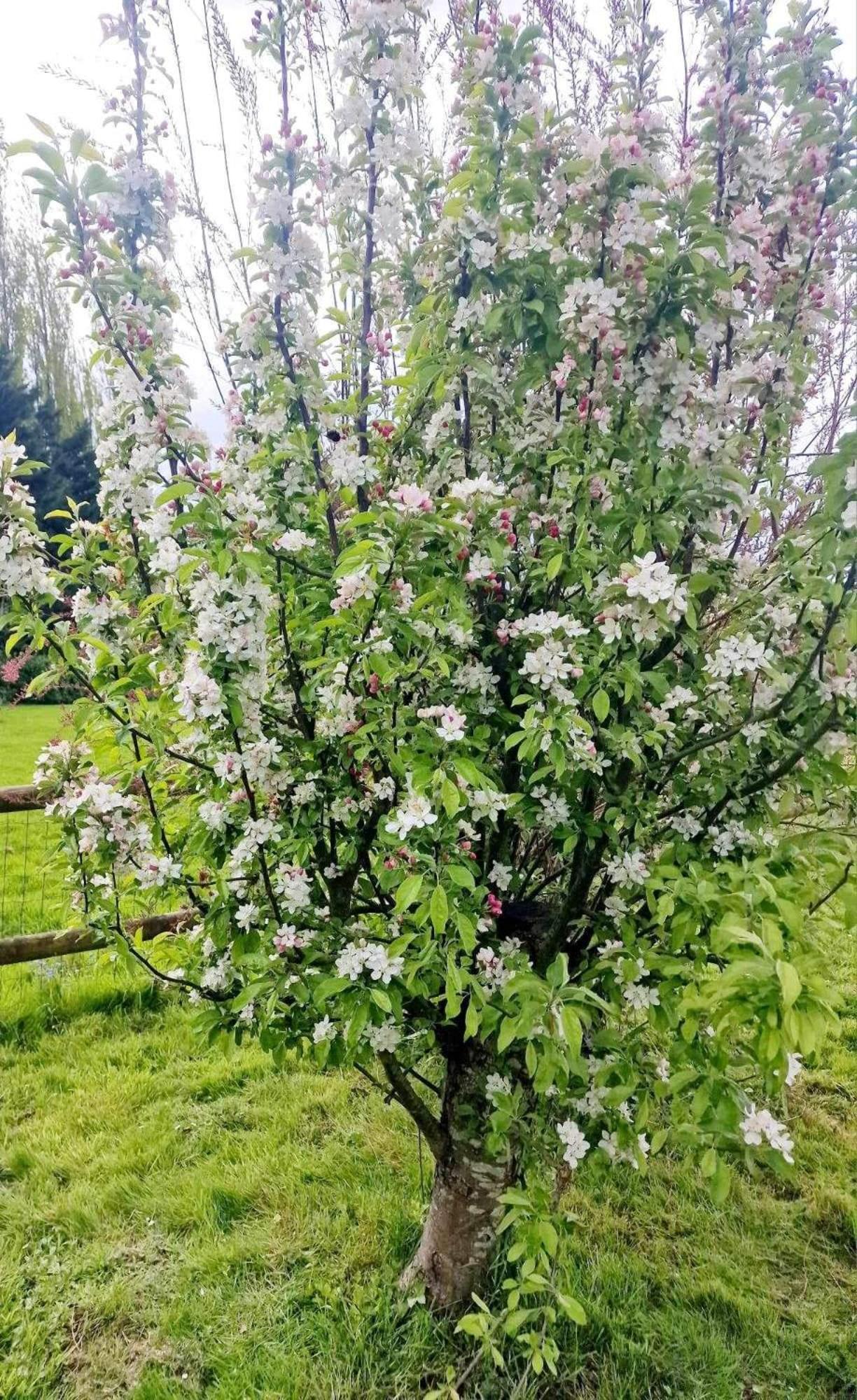 דירות West Ashton Tanglewood מראה חיצוני תמונה